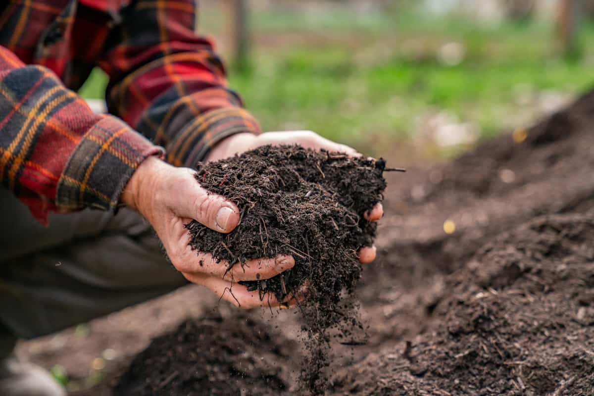 Beautiful compost field with young plants and a compost container